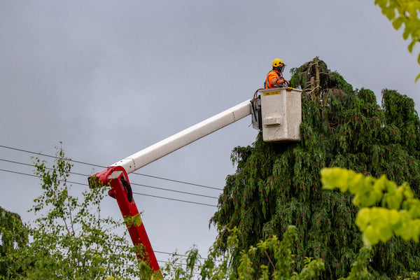 Tree Work Safety, Hazards, Procedures, Checklist and Manual – eSafety ...